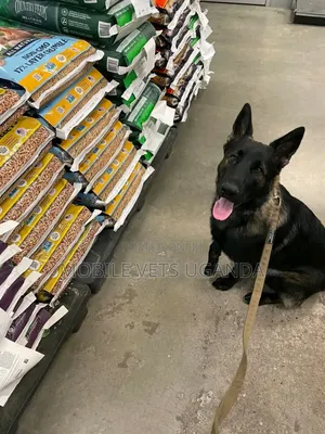 3-6 months Female Purebred German Shepherd