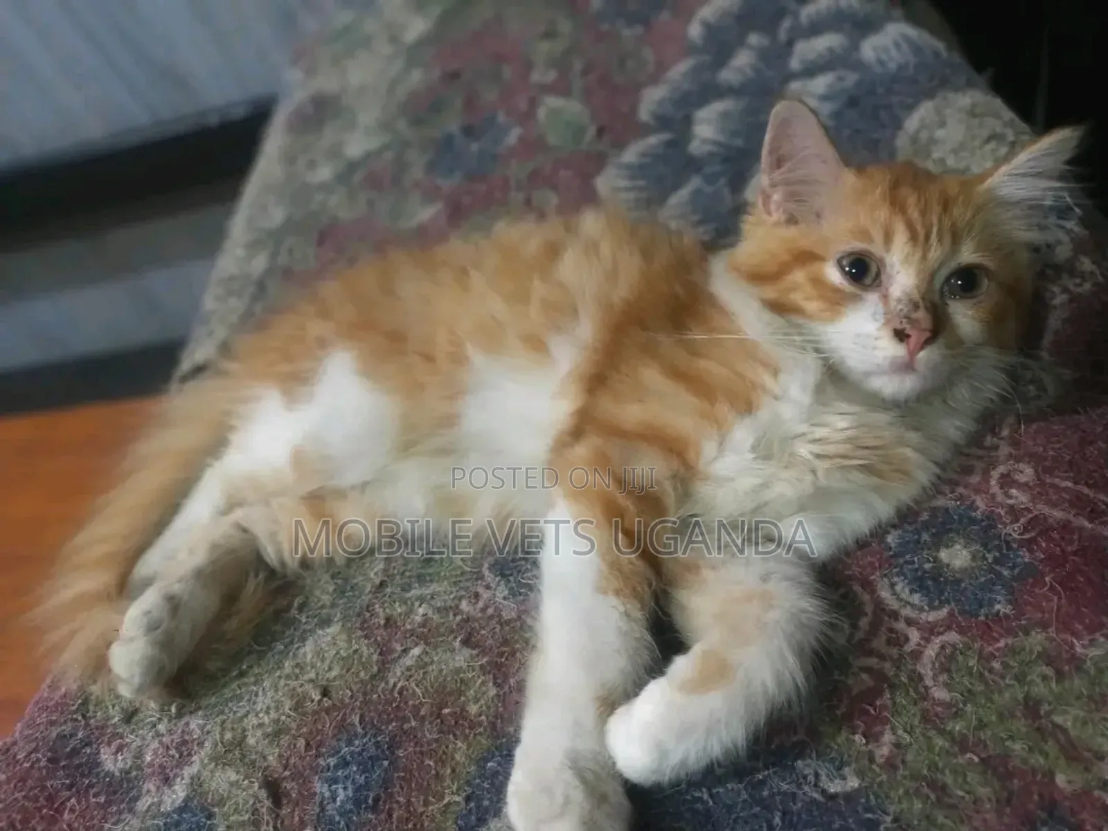 3-6 months Female Purebred Manx