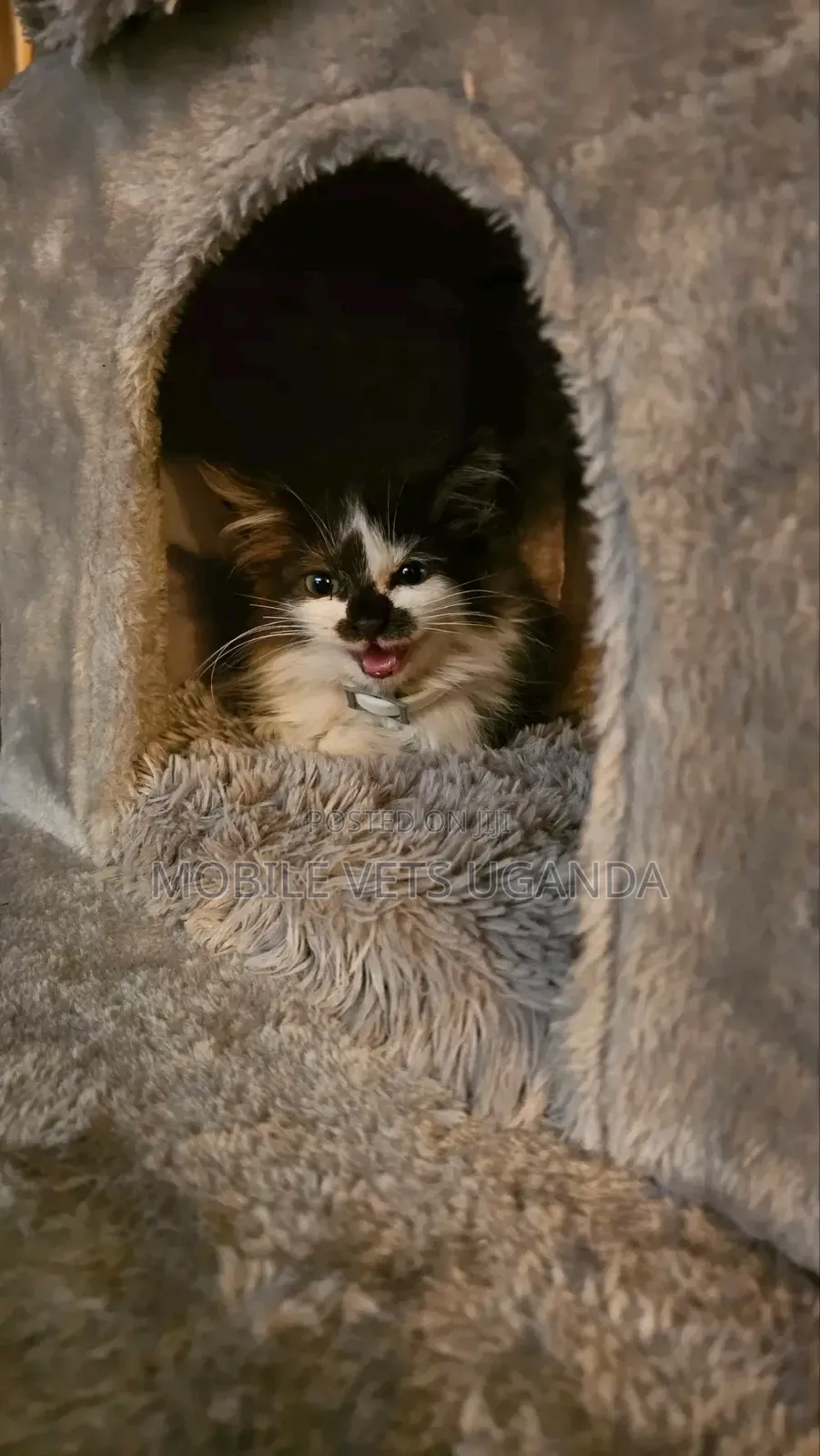 0-1 month Female Purebred Maine Coon
