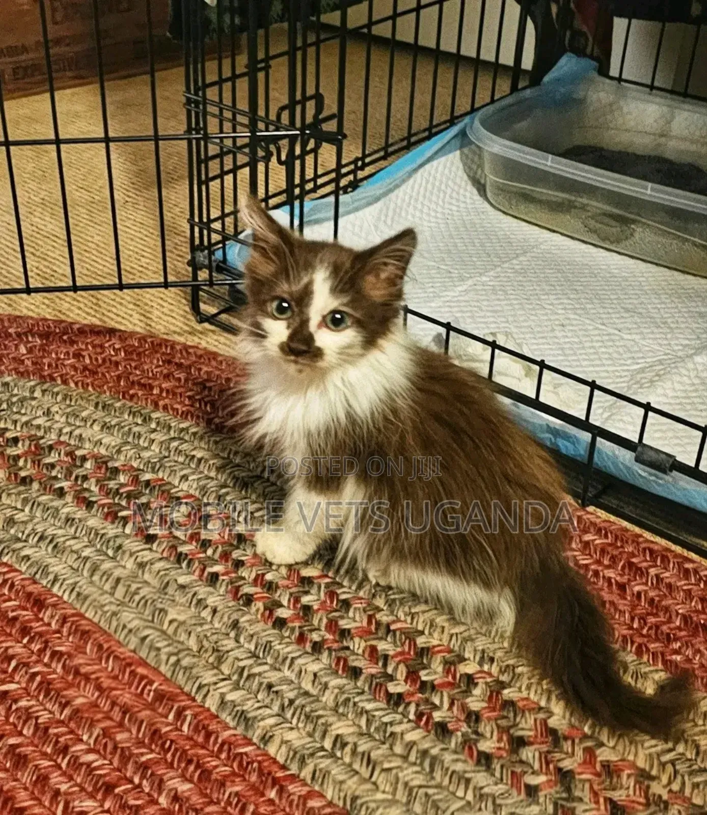0-1 month Male Purebred Balinese