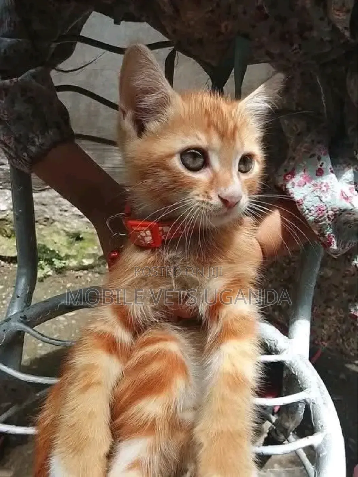 1-3 months Male Purebred American Curl
