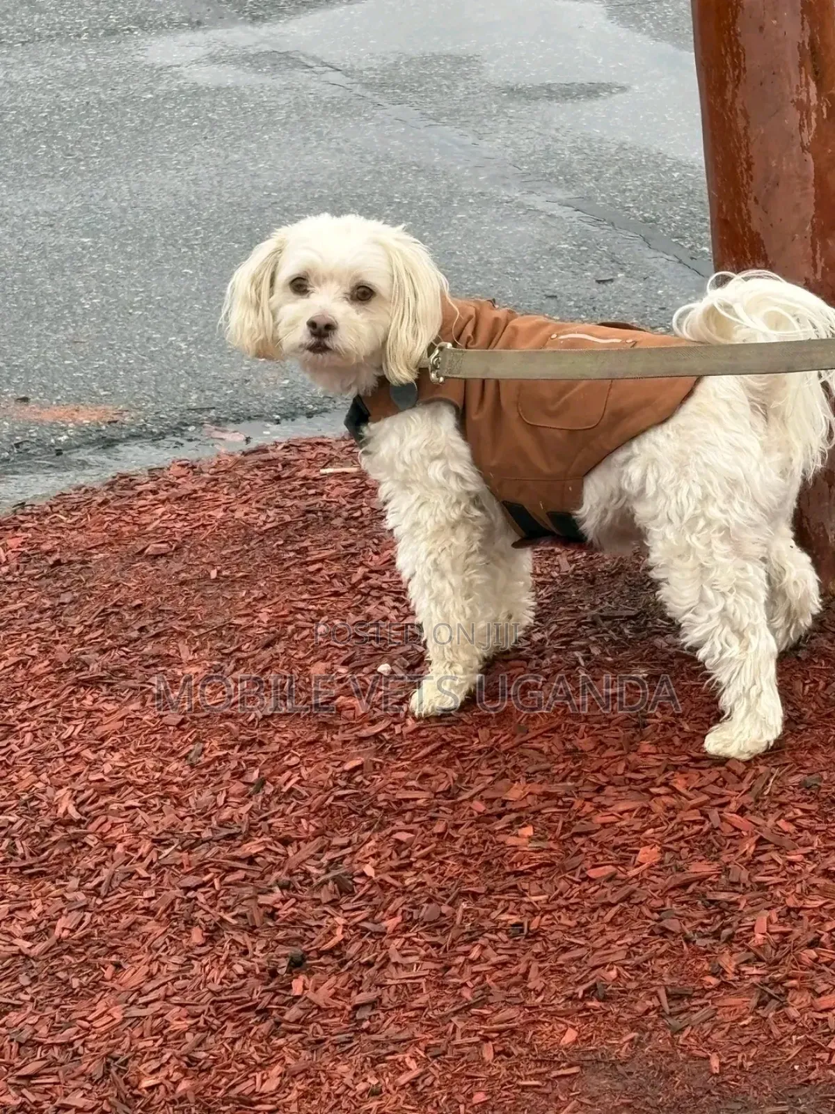 6-12 months Female Purebred Maltese