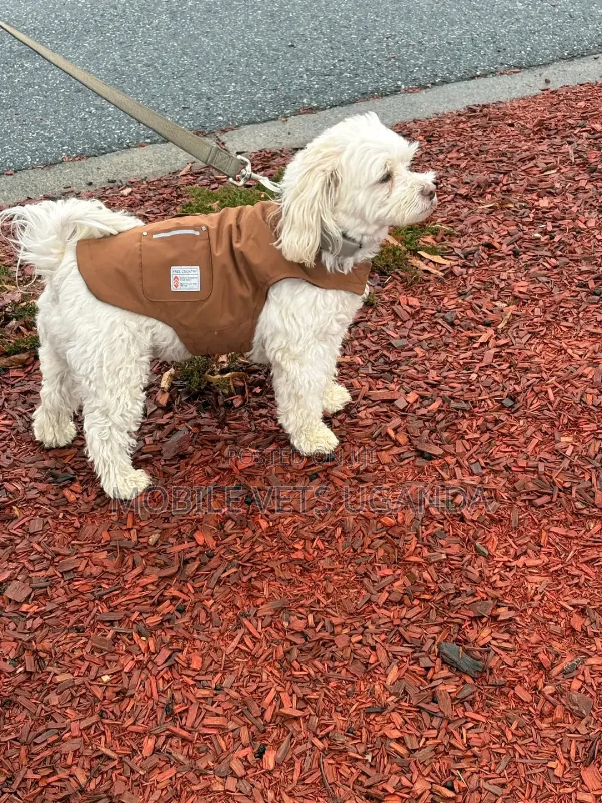 3-6 months Male Purebred Maltese