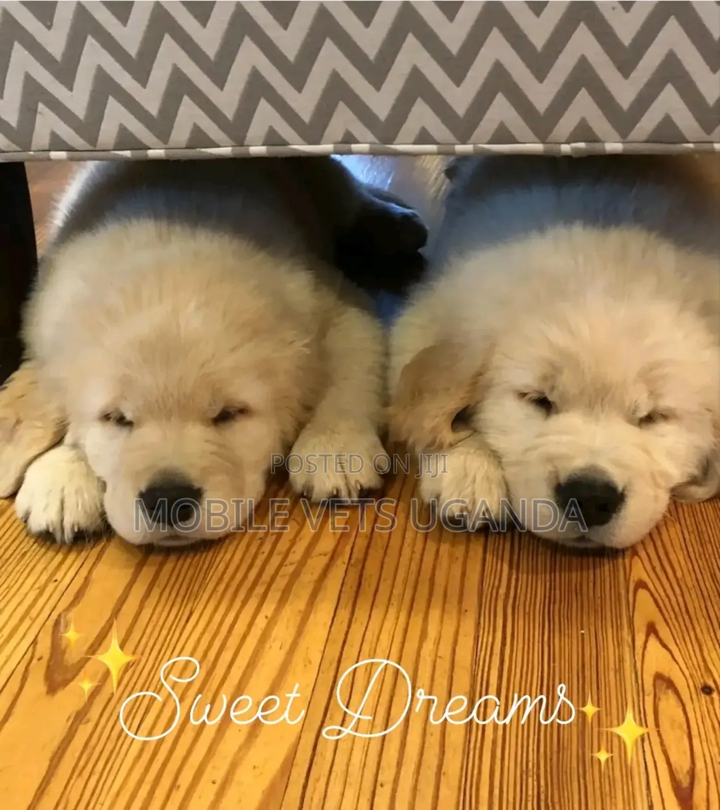 1-3 months Male Purebred Golden Retriever