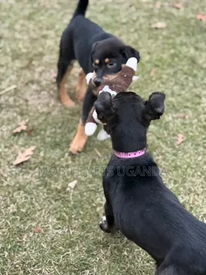 3-6 months Male Purebred Rottweiler