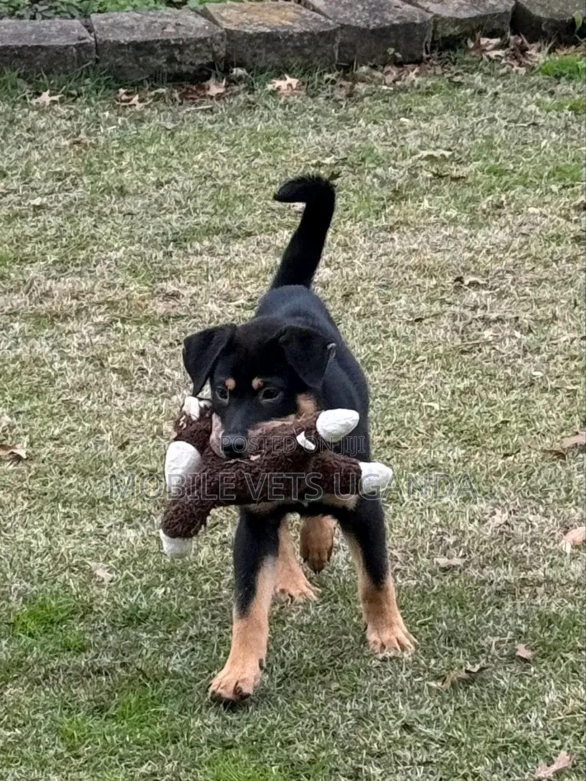 3-6 months Male Purebred Rottweiler