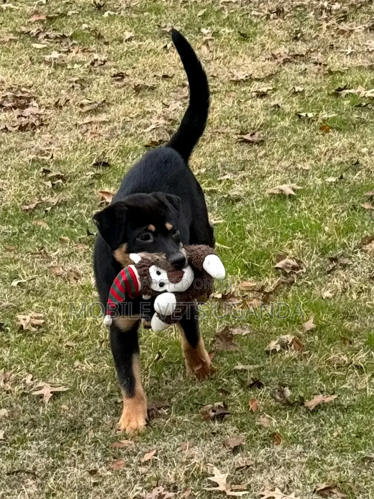 1-3 months Female Purebred Rottweiler