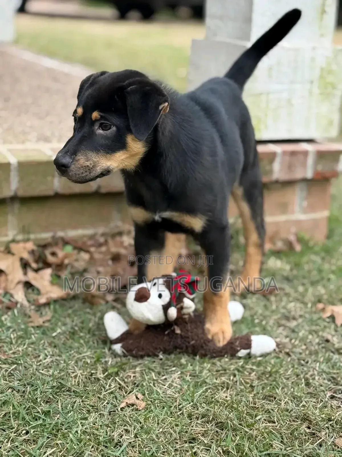 1-3 months Male Purebred Rottweiler