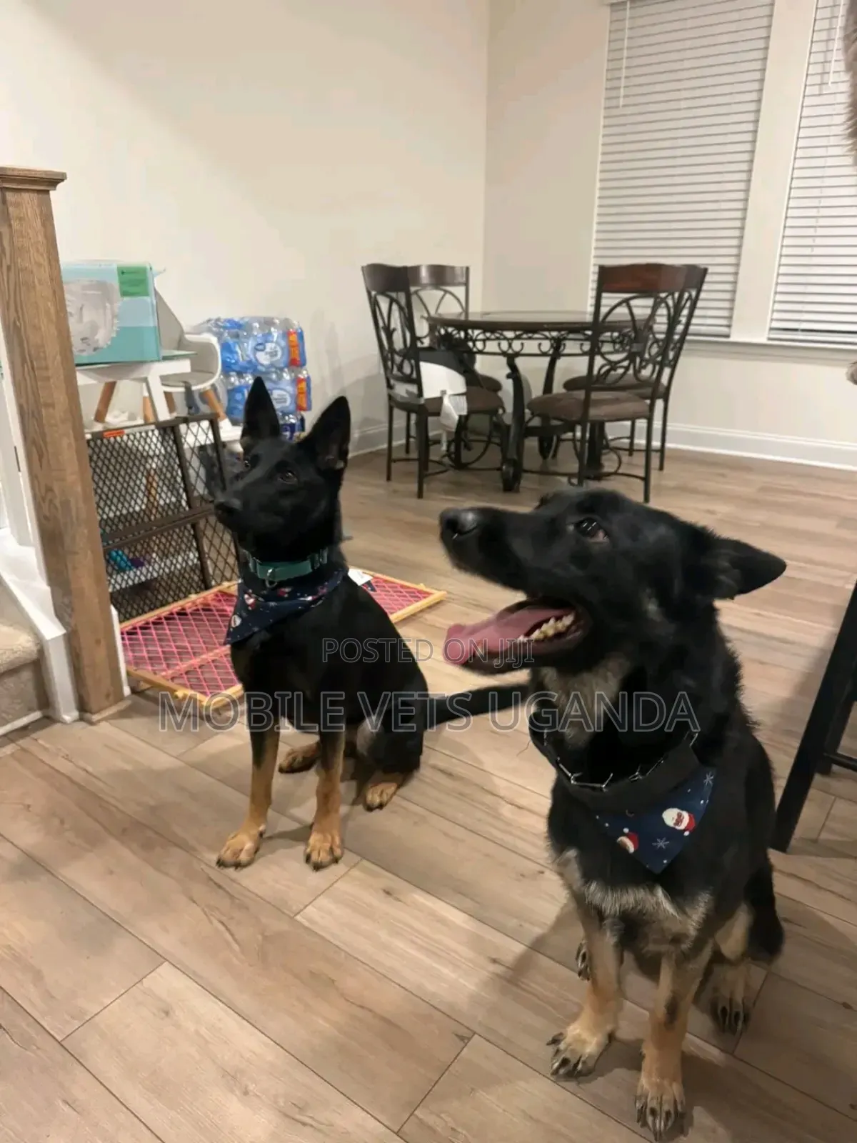 6-12 months Male Purebred German Shepherd