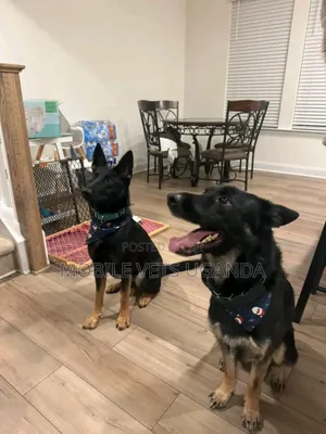 6-12 months Male Purebred German Shepherd