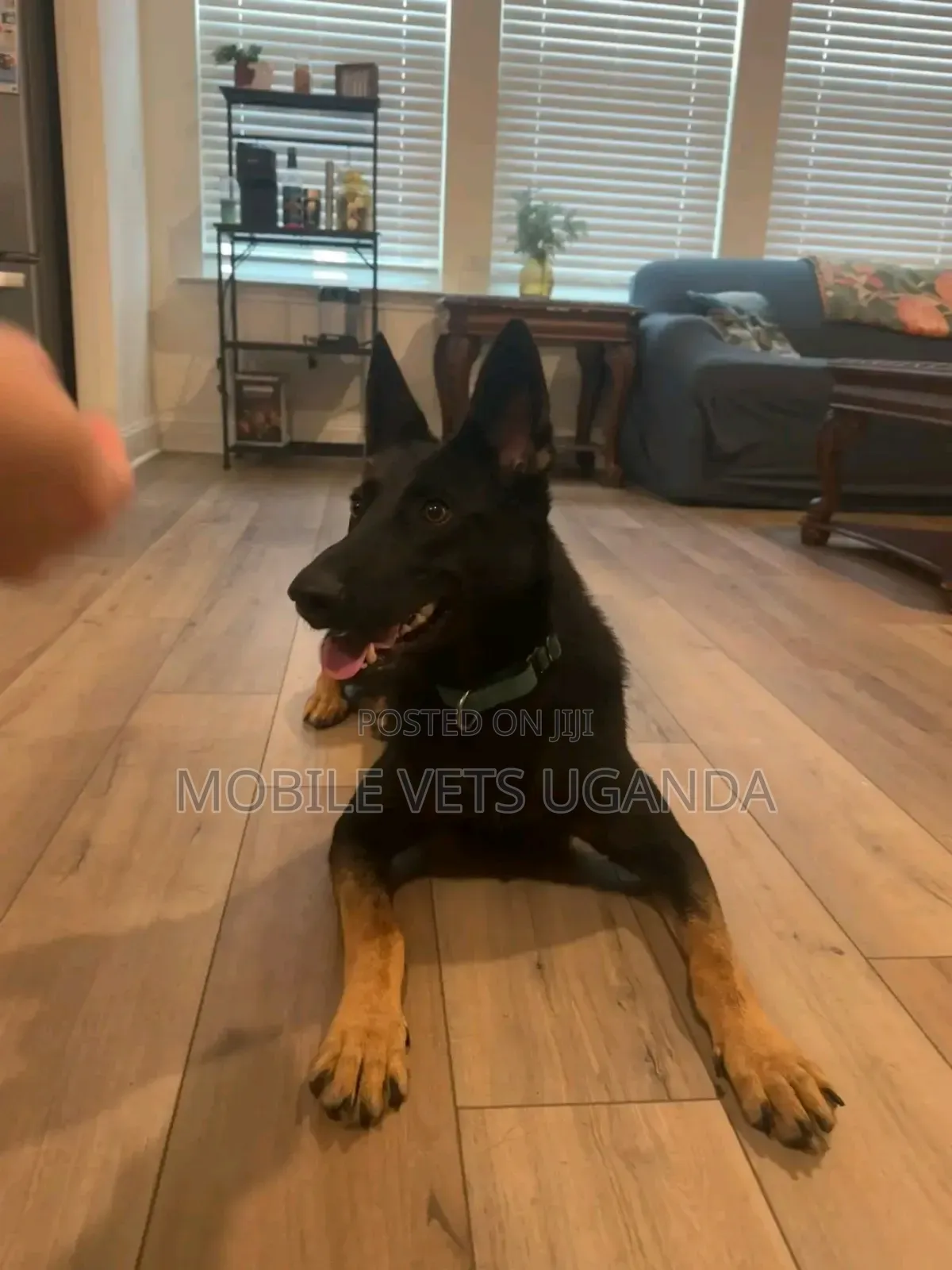 6-12 months Female Purebred German Shepherd