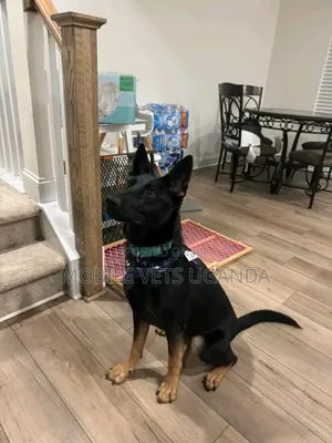 6-12 months Male Purebred German Shepherd