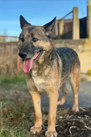 1+ year Male Purebred German Shepherd