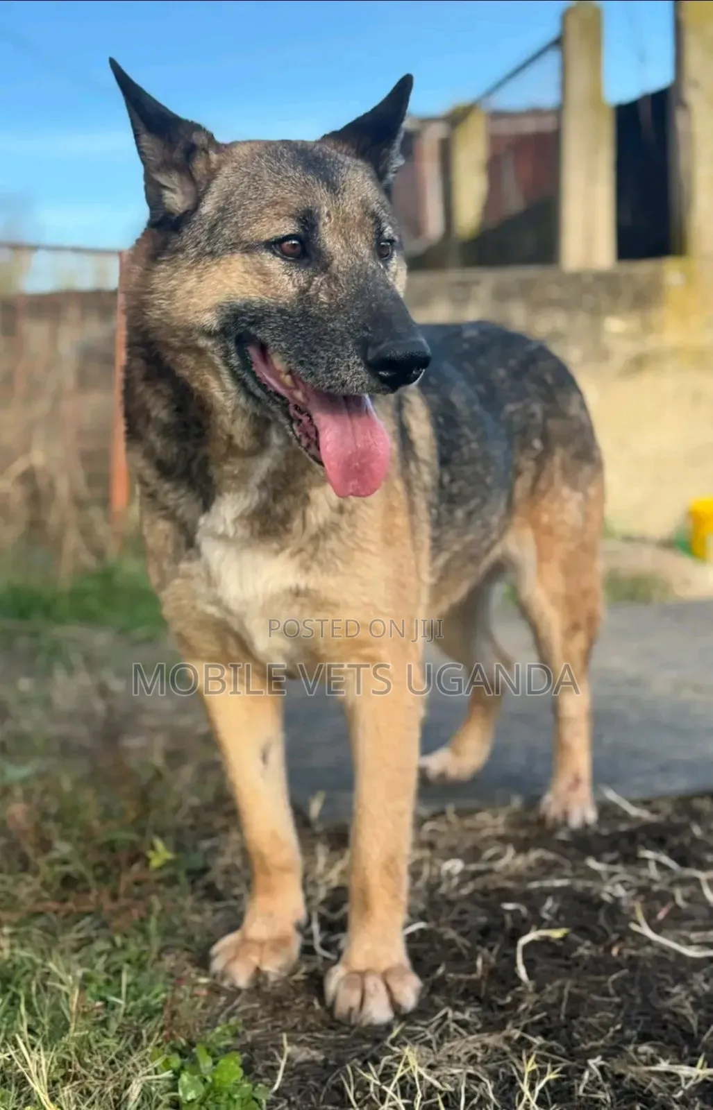 1+ year Female Purebred German Shepherd