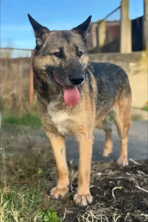 6-12 months Male Purebred German Shepherd