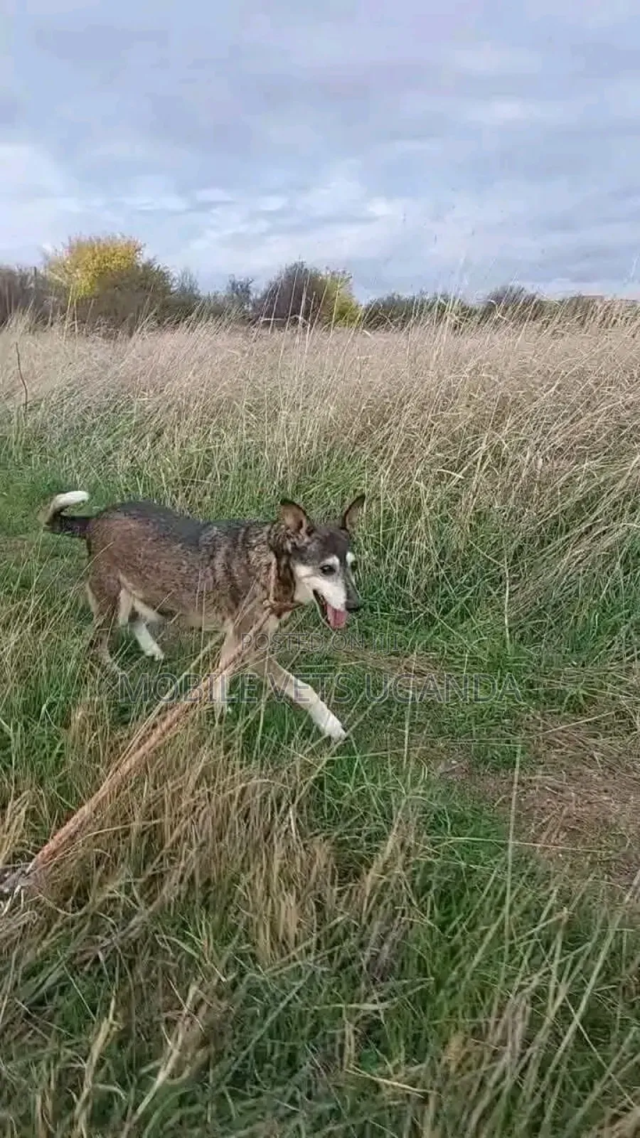 6-12 months Male Mixed Breed German Shepherd