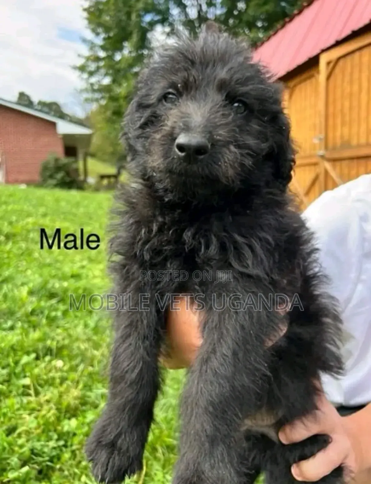 1-3 months Male Purebred German Shepherd