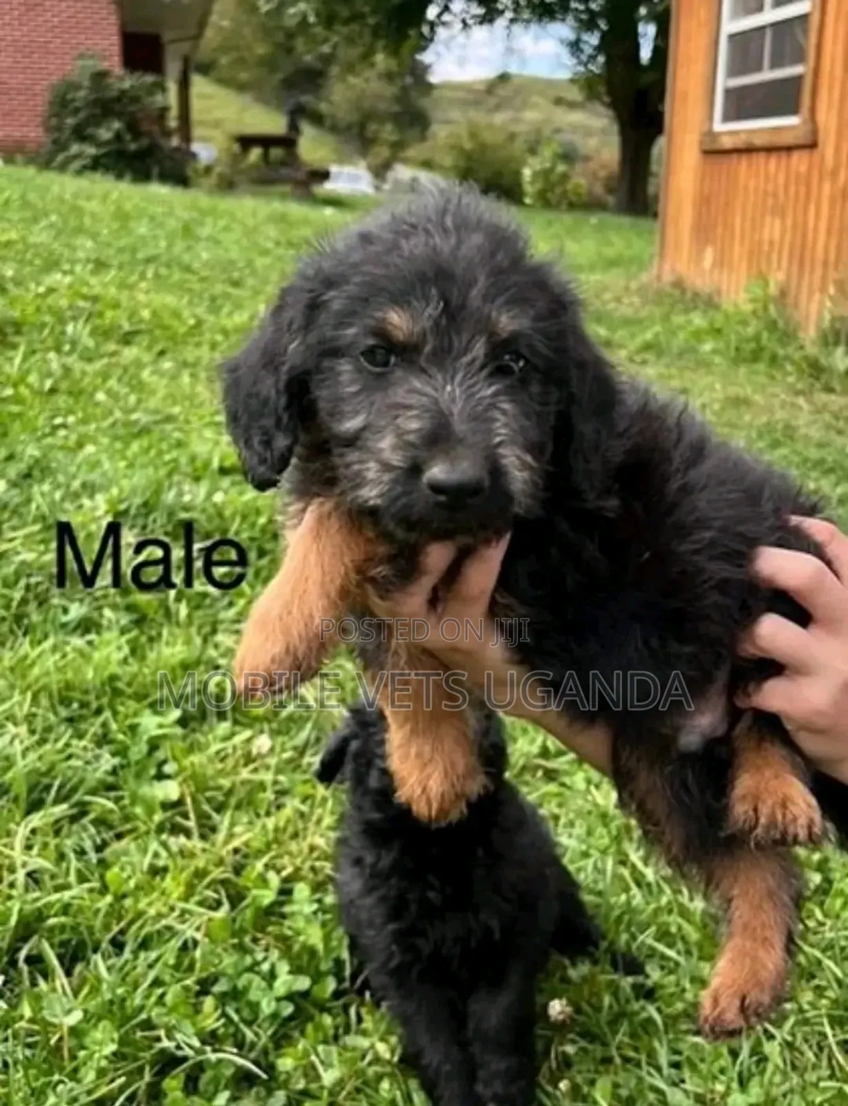 0-1 month Male Purebred Maltese