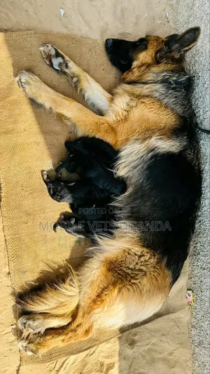 0-1 month Male Purebred German Shepherd