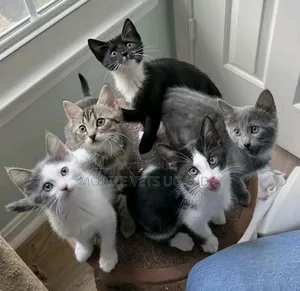 1-3 months Male Purebred Japanese Bobtail