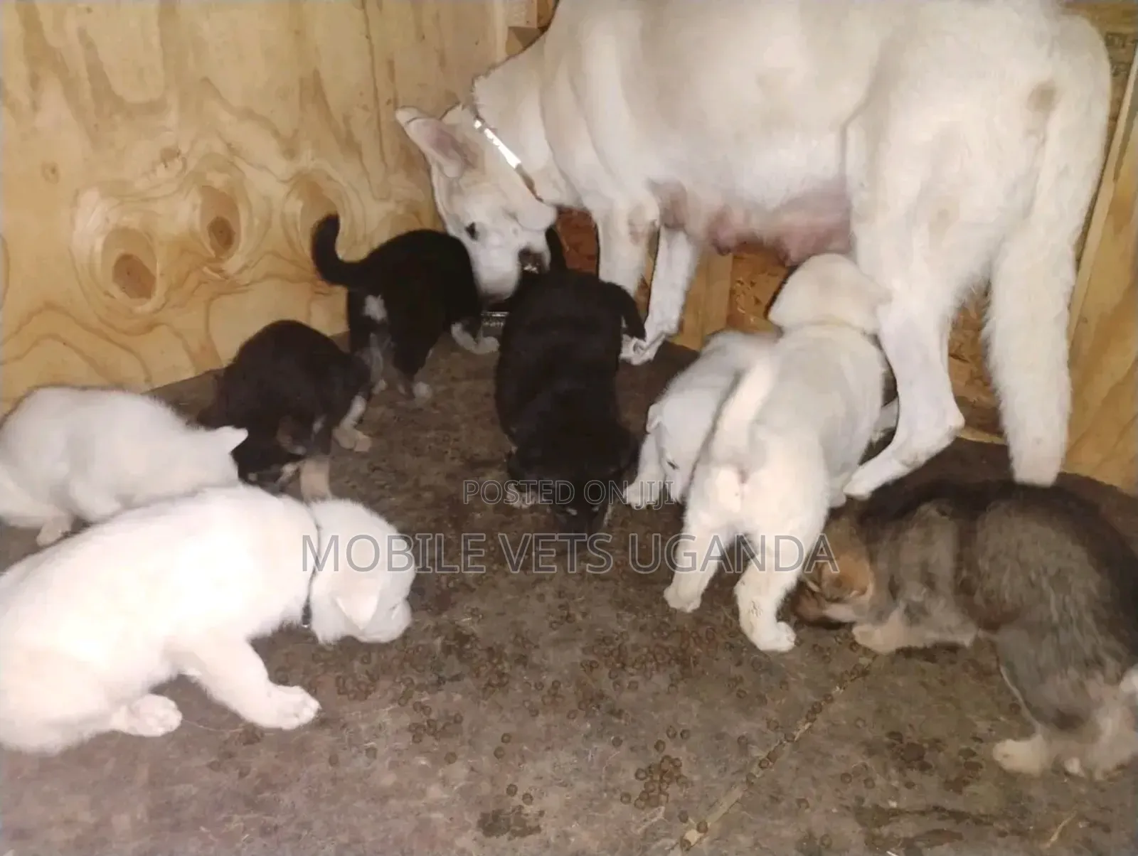 1-3 months Male Purebred German Shepherd