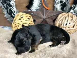 0-1 month Female Purebred German Shepherd