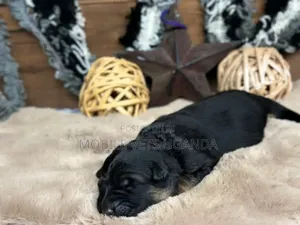 0-1 month Female Purebred German Shepherd
