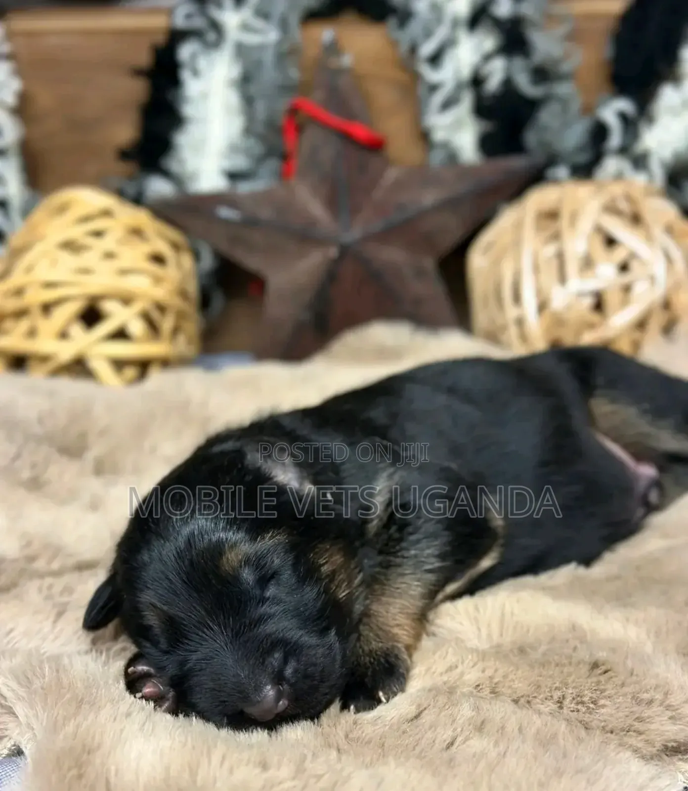 1-3 months Male Purebred German Shepherd
