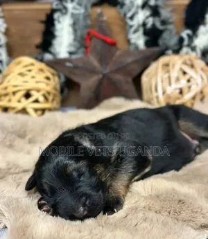 1-3 months Male Purebred German Shepherd