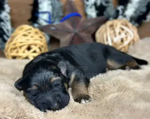 0-1 month Female Purebred German Shepherd