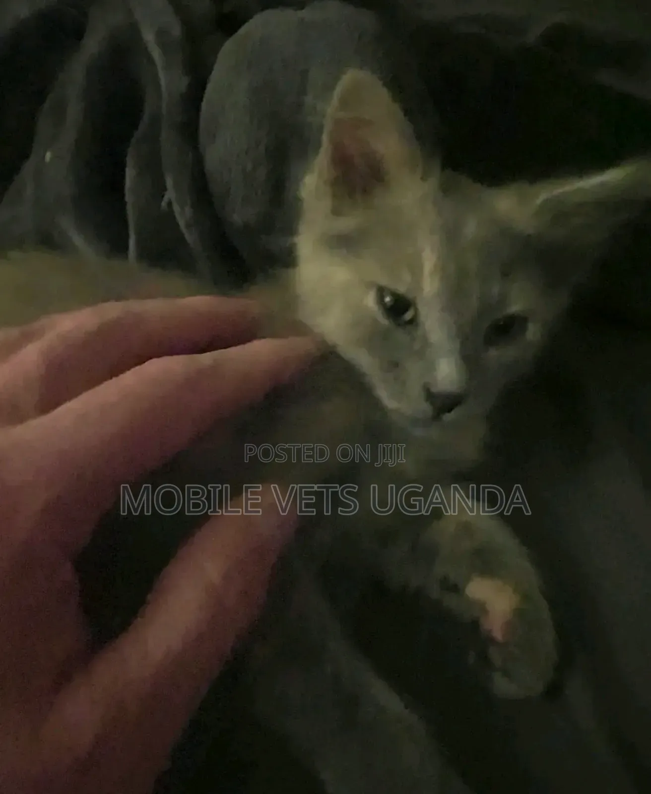 0-1 month Male Purebred Korat