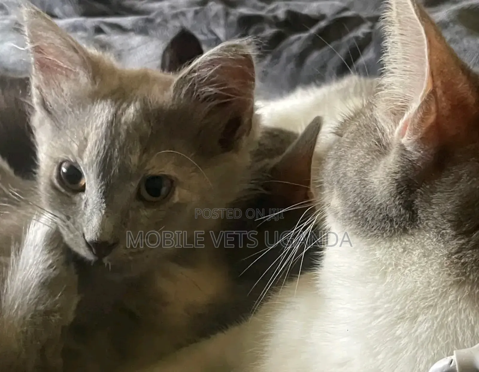 1-3 months Female Purebred Balinese