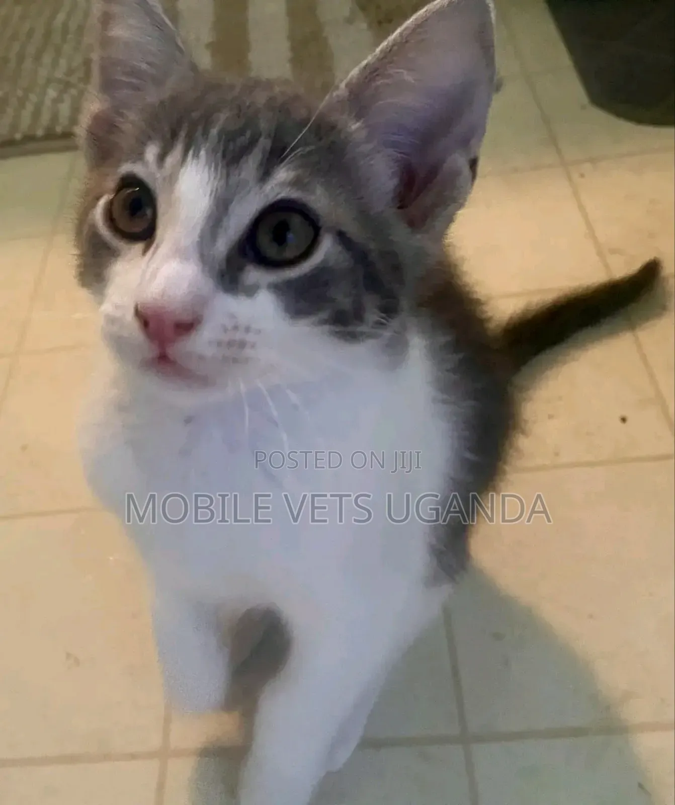 3-6 months Female Purebred American Bobtail