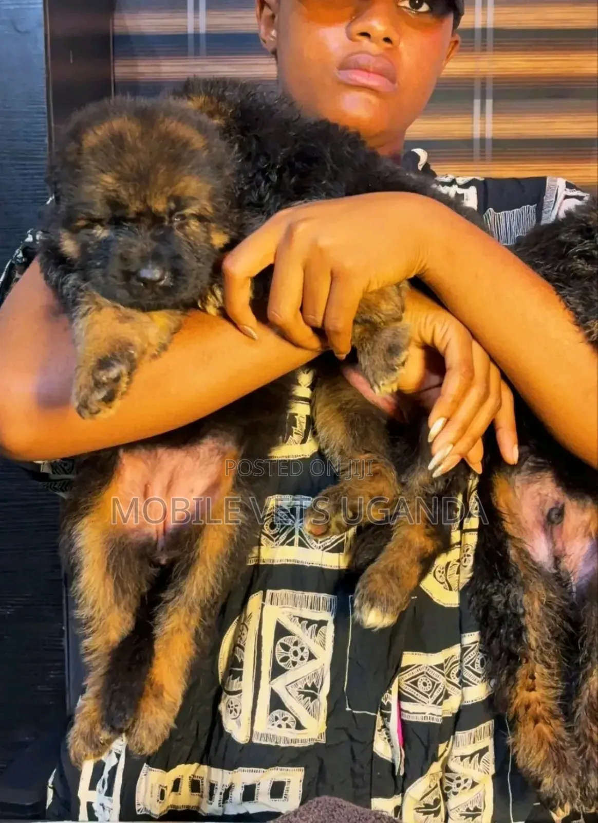1-3 months Female Purebred German Shepherd