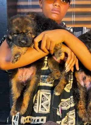 1-3 months Female Purebred German Shepherd