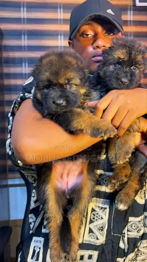 0-1 month Female Purebred German Shepherd