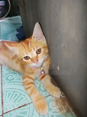 3-6 months Female Purebred Balinese