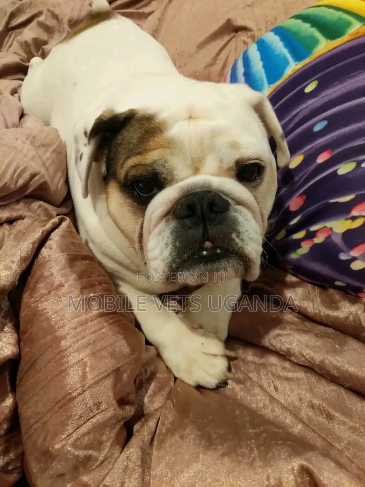 3-6 months Male Purebred Bulldog