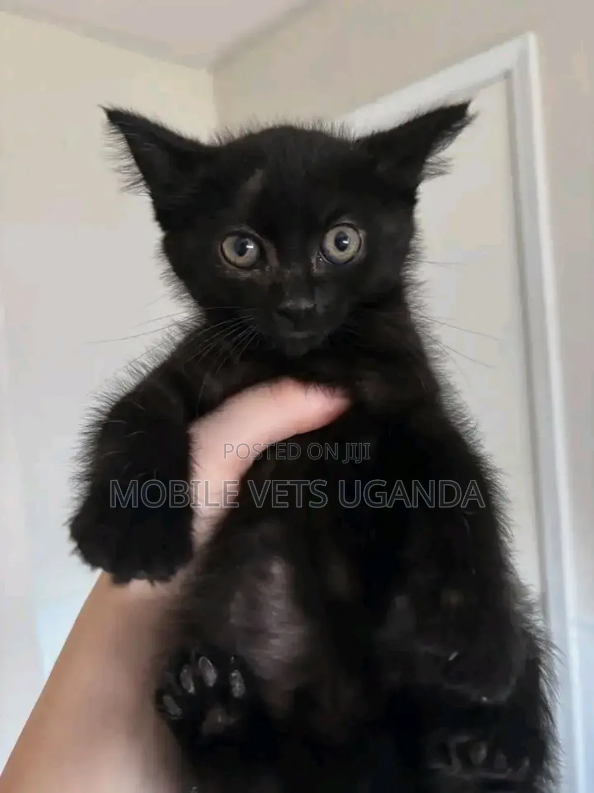 1-3 months Female Purebred Bombay