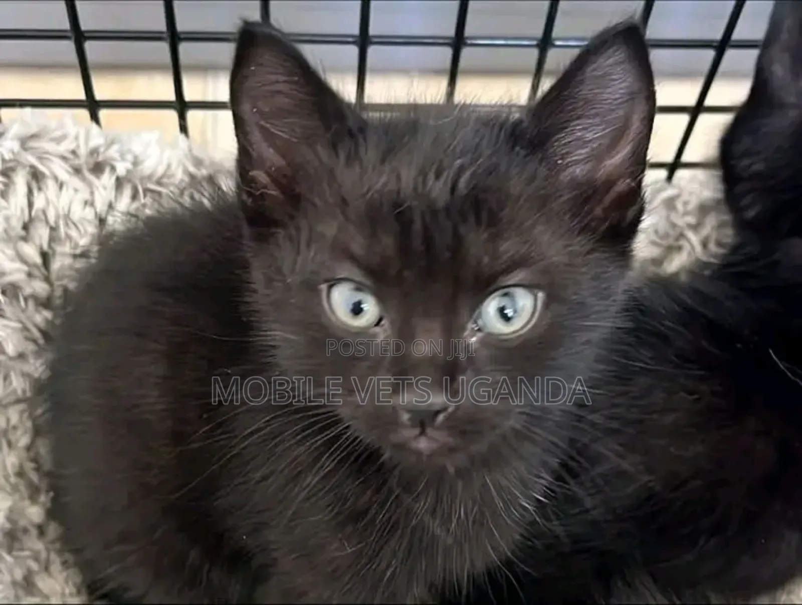 0-1 month Male Purebred LaPerm