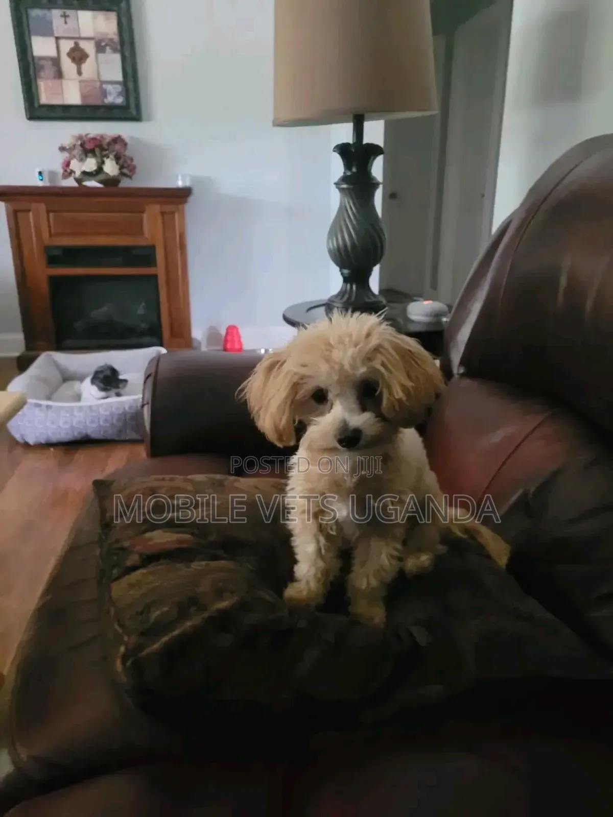 3-6 months Male Purebred Maltese
