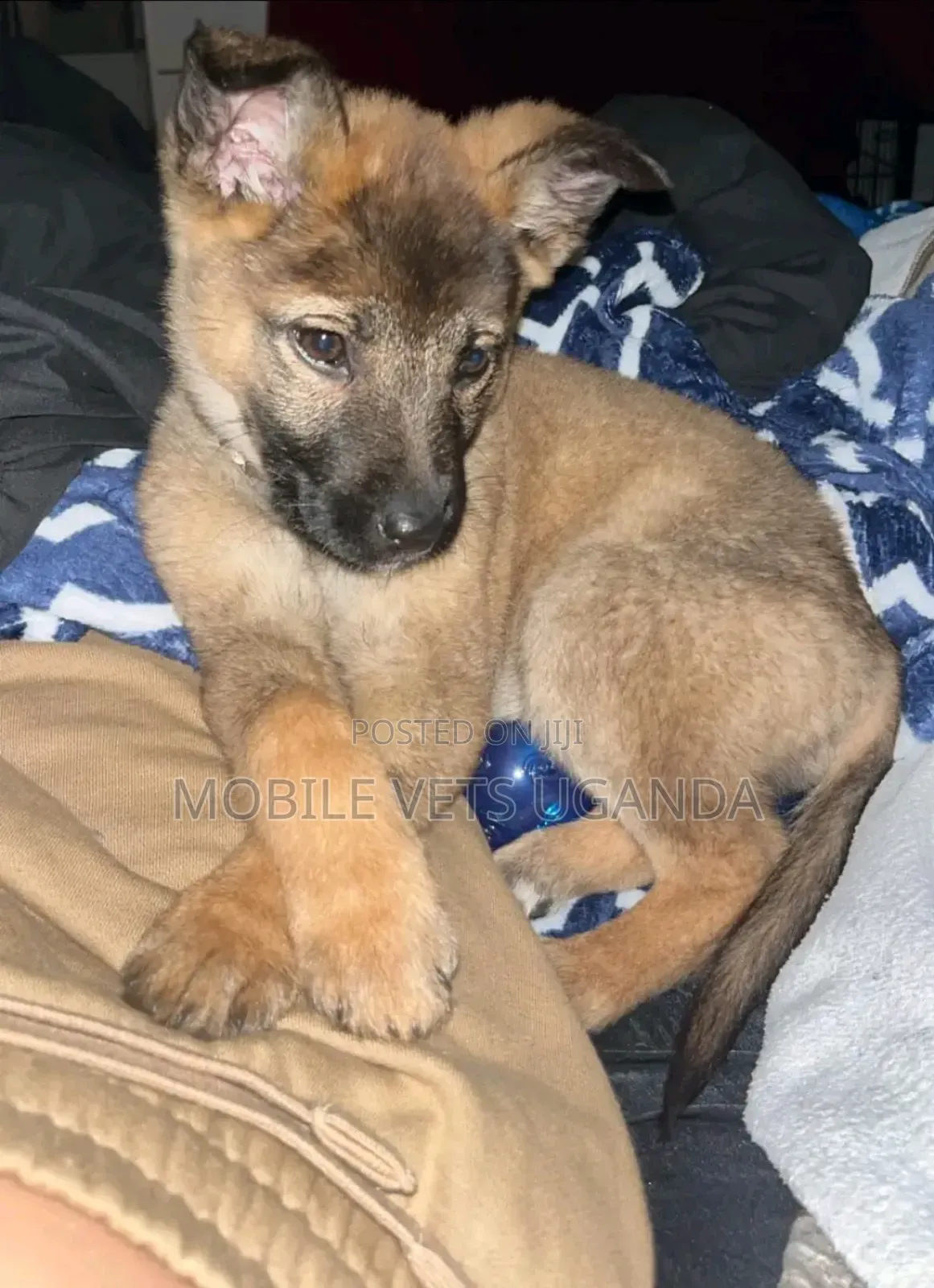 1-3 months Male Purebred German Shepherd