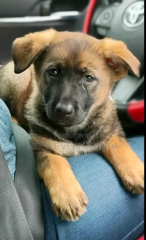 3-6 months Male Purebred German Shepherd