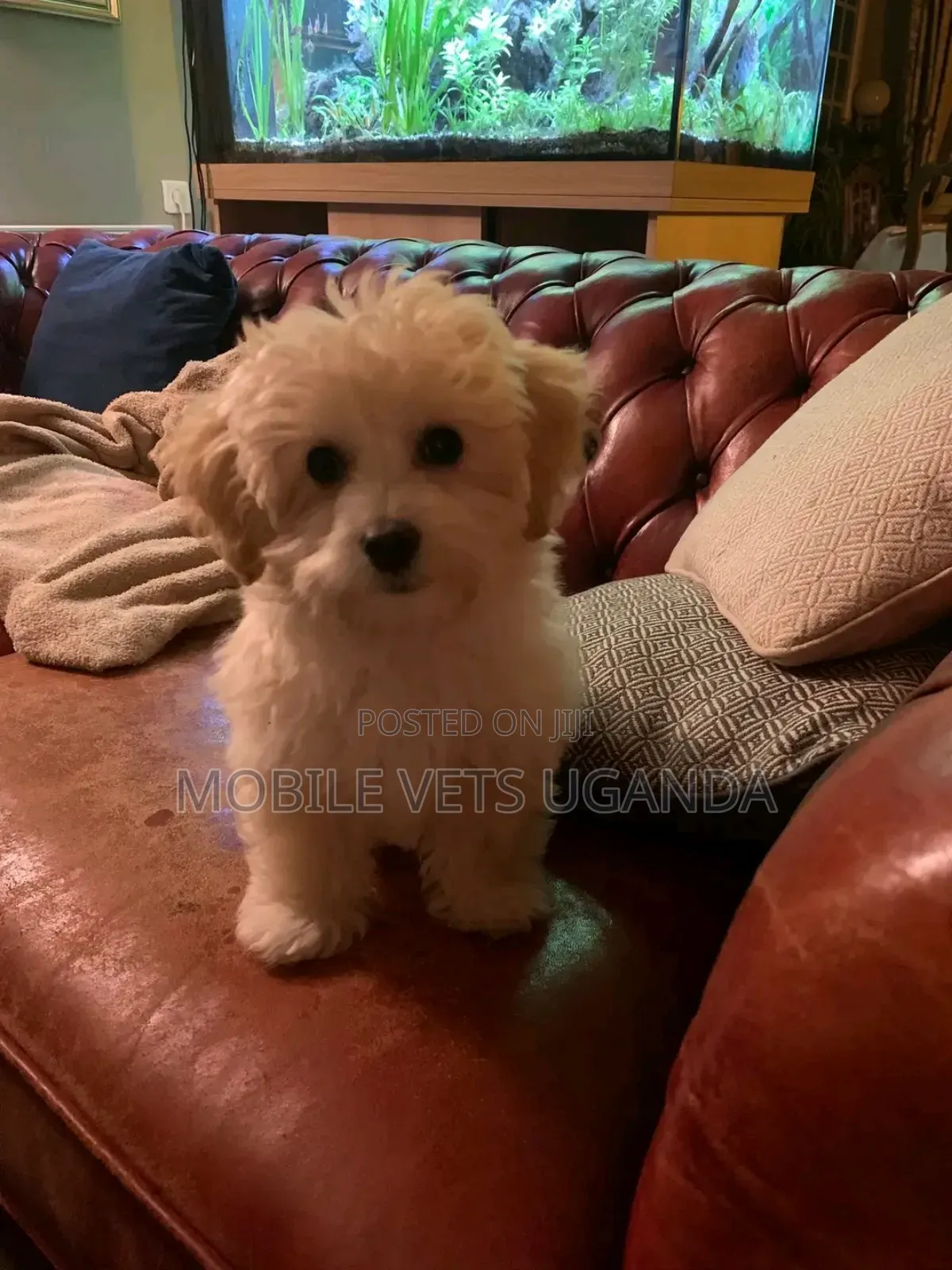 1-3 months Male Purebred Maltese