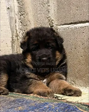 1-3 months Male Purebred German Shepherd