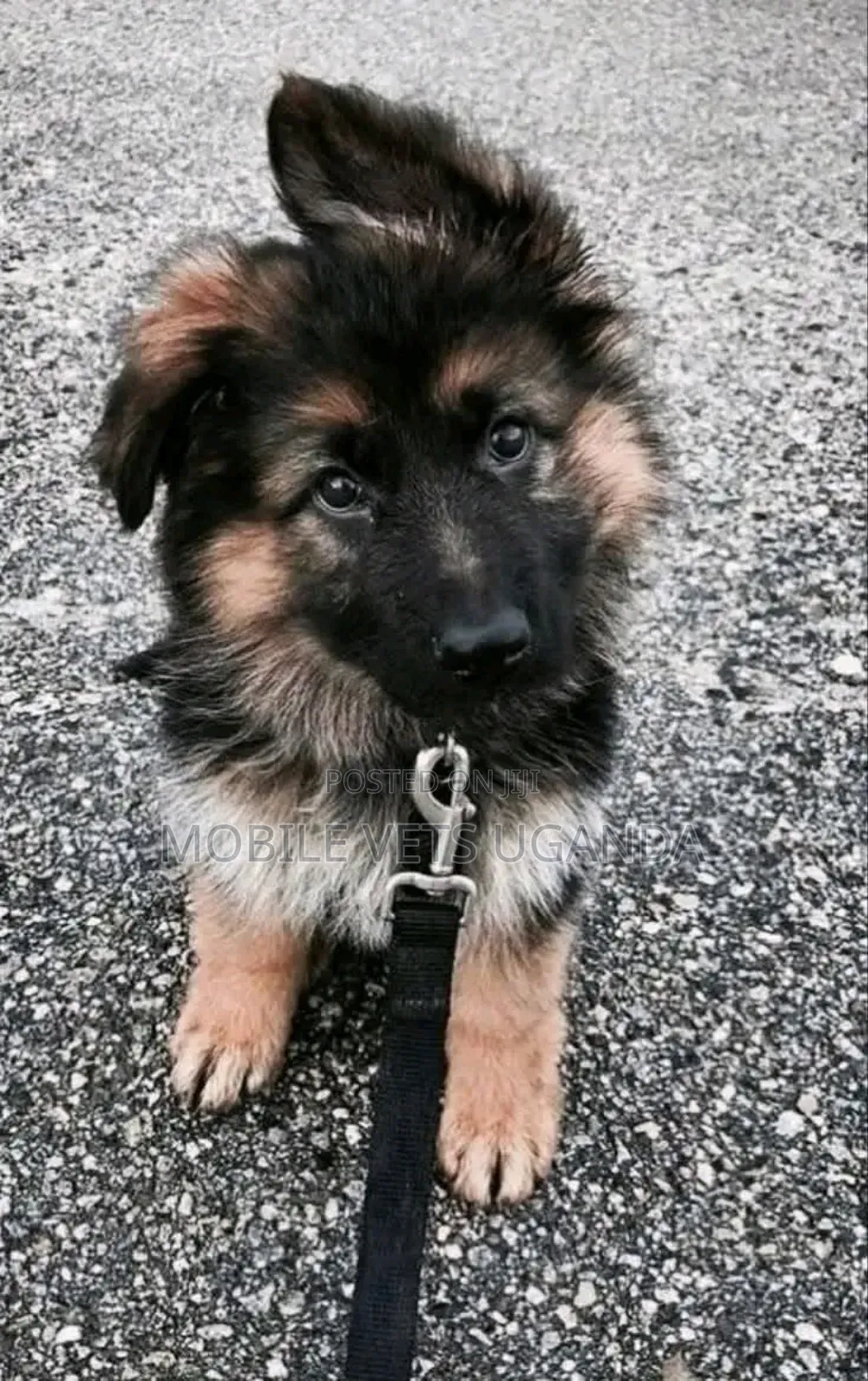 3-6 months Female Purebred German Shepherd