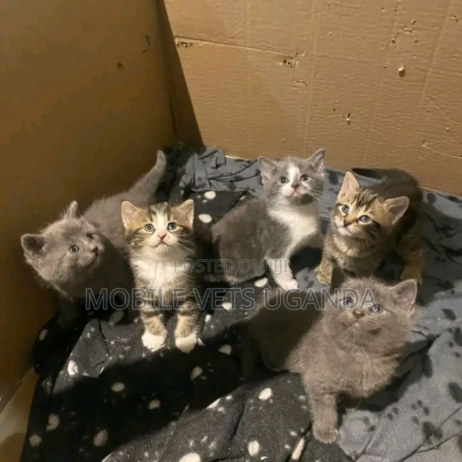 3-6 months Female Purebred American Bobtail