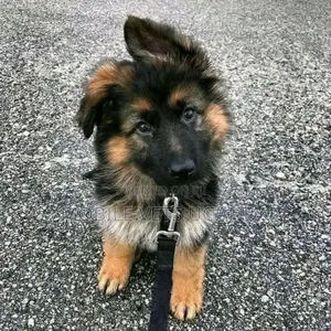 1-3 months Female Purebred German Shepherd