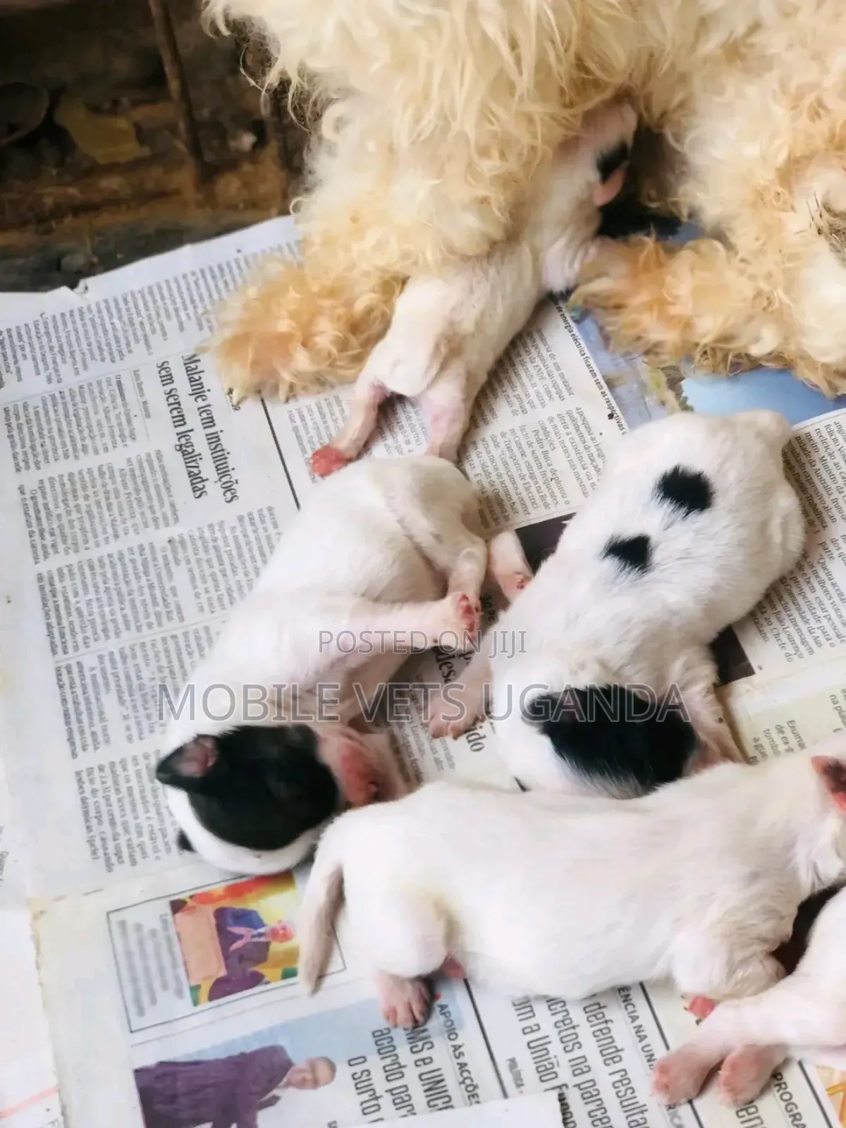 0-1 month Male Purebred Maltese