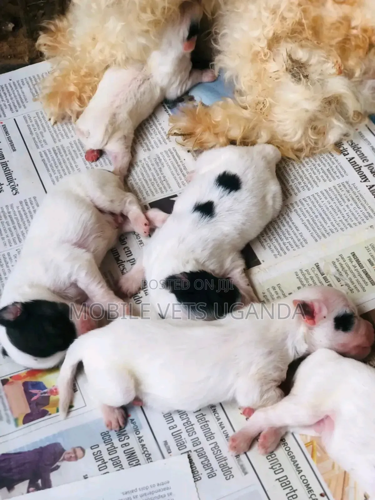 0-1 month Female Purebred Maltese